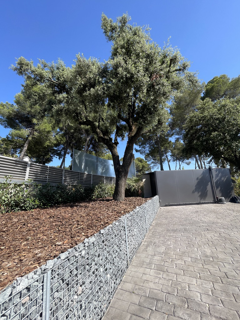 Encina integrado en un proyecto de jardinería con muro de gaviones y pavimento exterior