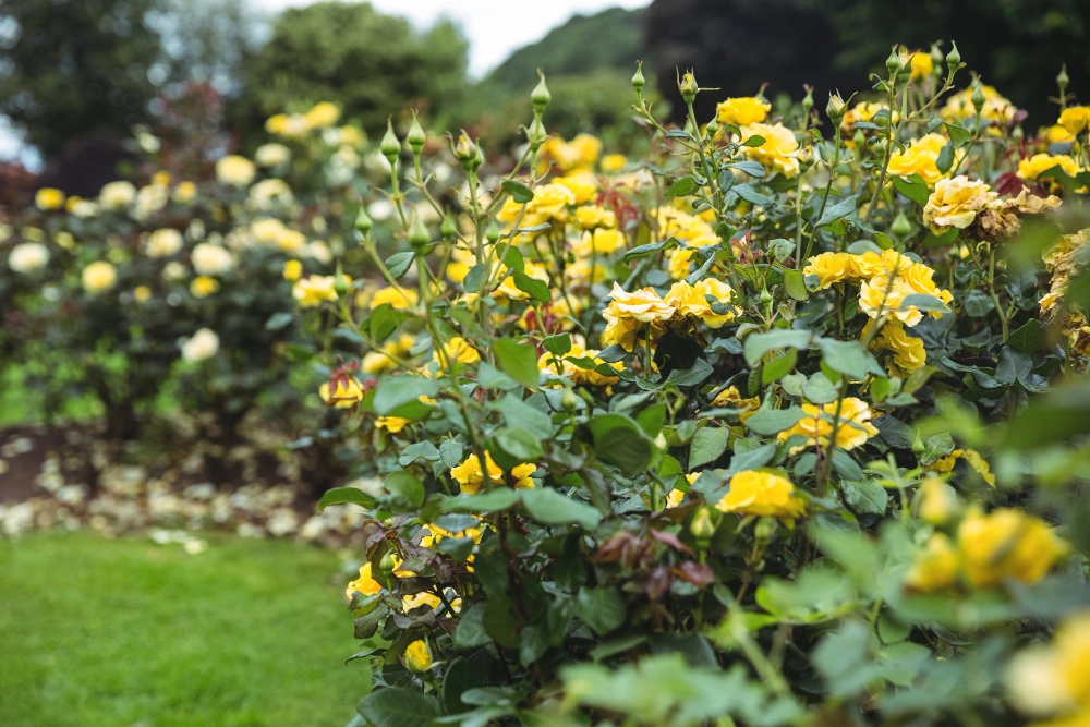 Rosales amarillos cuidados en un jardín durante el verano